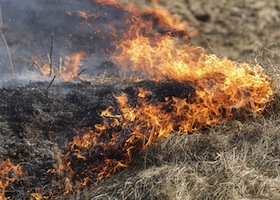 dry grass