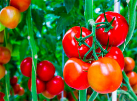 tomatoes